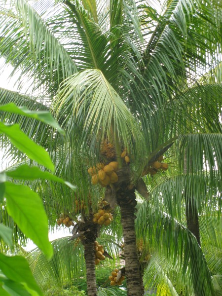 Dominican Republic 371.jpg